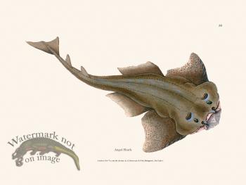 059 Angel Shark